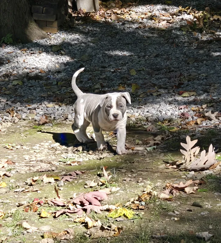 Helios – American Bully puppy for sale in Worthington, PA