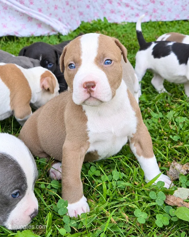 Hades – American Bully puppy for sale in Worthington, PA