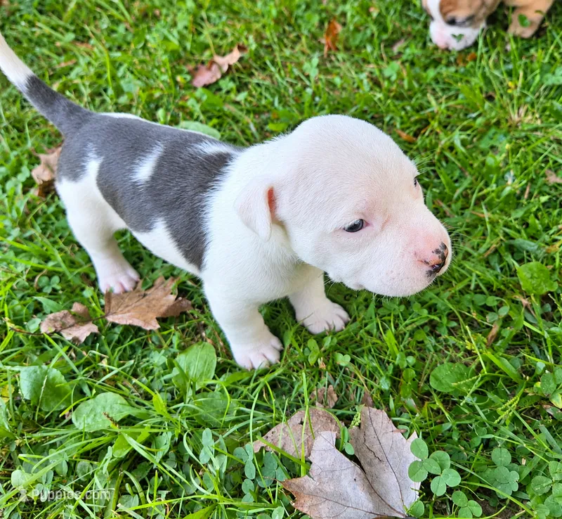 Hera  – American Bully puppy for sale in Worthington, PA