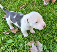 Hera , a female American Bully for sale in Worthington, PA – 1 of 7