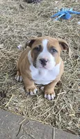 Brutus, a male American Bully for sale in Worthington, PA – 3 of 9