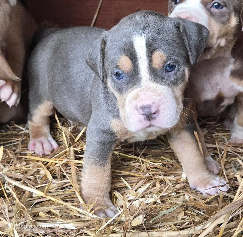 Gizmo – American Bully puppy for sale in Worthington, PA