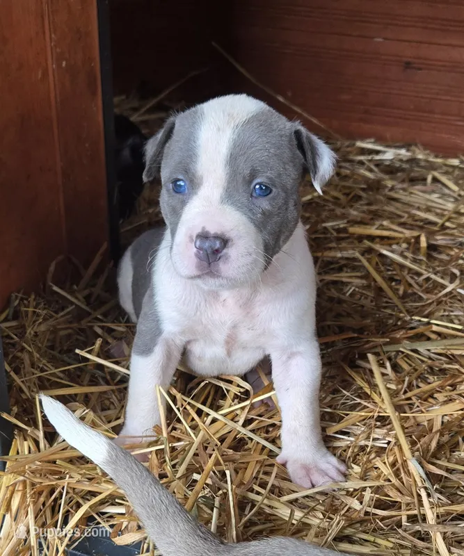 Helios – American Bully puppy for sale in Worthington, PA