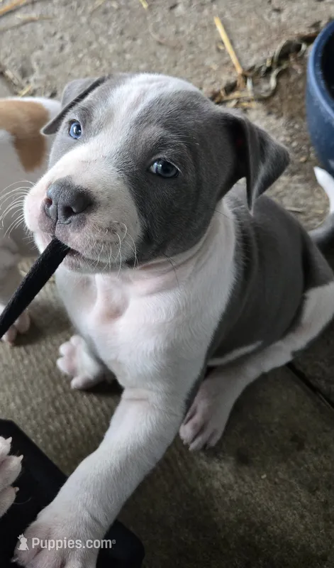 Helios – American Bully puppy for sale in Worthington, PA