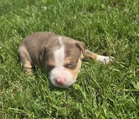 Peanut, a female American Bully for sale in Worthington, PA – 6 of 10