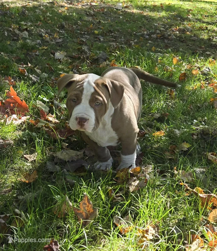 Hades – American Bully puppy for sale in Worthington, PA