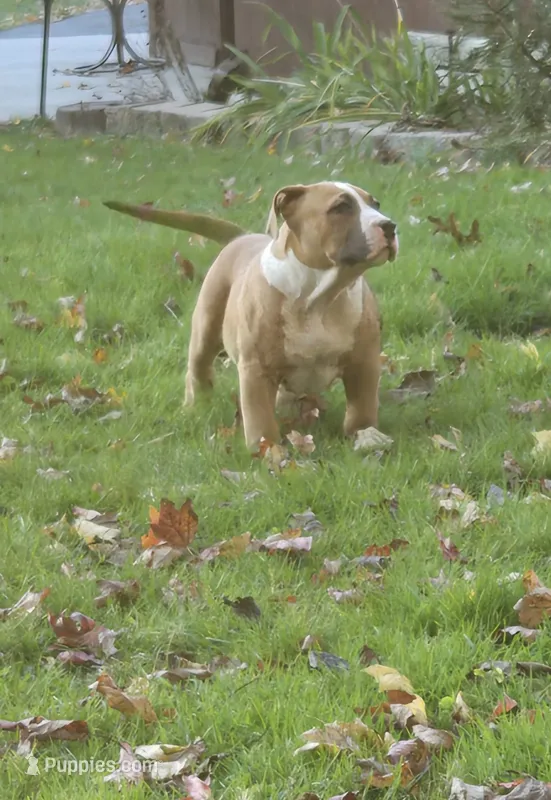 Brutus – American Bully puppy for sale in Worthington, PA