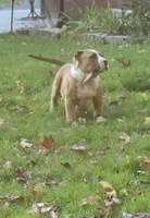 Brutus, a male American Bully for sale in Worthington, PA – 2 of 9