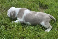 Shelby, a female American Bully for sale in Worthington, PA – 3 of 10