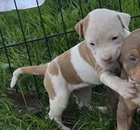 Athena, a female American Bully for sale in Worthington, PA – 2 of 8