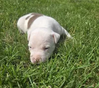 NIA, a female American Bully for sale in Worthington, PA – 5 of 9
