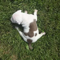 NIA, a female American Bully for sale in Worthington, PA – 2 of 9