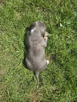 Gizmo, a male American Bully for sale in Worthington, PA – 6 of 9