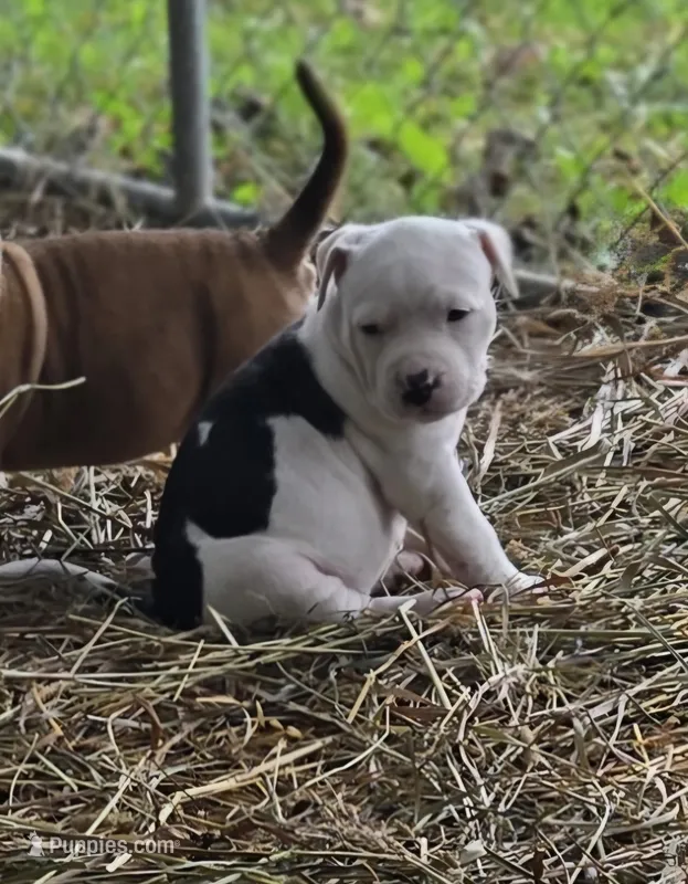 Hera  – American Bully puppy for sale in Worthington, PA