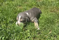 Gizmo, a male American Bully for sale in Worthington, PA – 7 of 9
