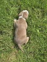 Peanut, a female American Bully for sale in Worthington, PA – 5 of 10