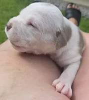 Shelby, a female American Bully for sale in Worthington, PA – 2 of 10