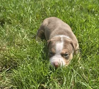 Peanut, a female American Bully for sale in Worthington, PA – 3 of 10