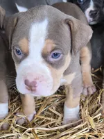 Maya, a female American Bully for sale in Worthington, PA – 3 of 8