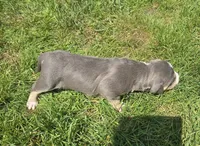 Gizmo, a male American Bully for sale in Worthington, PA – 4 of 9
