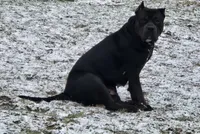 Cronus, a male American Bully for sale in Worthington, PA – 5 of 5