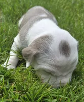 Shelby, a female American Bully for sale in Worthington, PA – 7 of 10