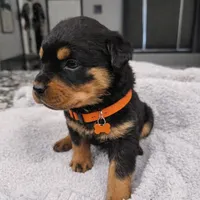 Orange, a female Rottweiler for sale in Davis, OK – Photo 1 of 9
