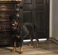 Orange, a female Rottweiler for sale in Davis, OK – Photo 5 of 9