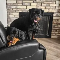 Orange, a female Rottweiler for sale in Davis, OK – Photo 3 of 9