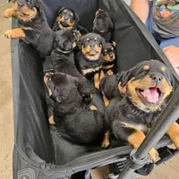 Orange, a female Rottweiler for sale in Davis, OK – Photo 8 of 9