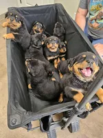 Pink, a female Rottweiler for sale in Davis, OK – Photo 8 of 10