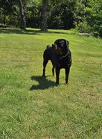 Pink, a female Rottweiler for sale in Davis, OK – Photo 7 of 10
