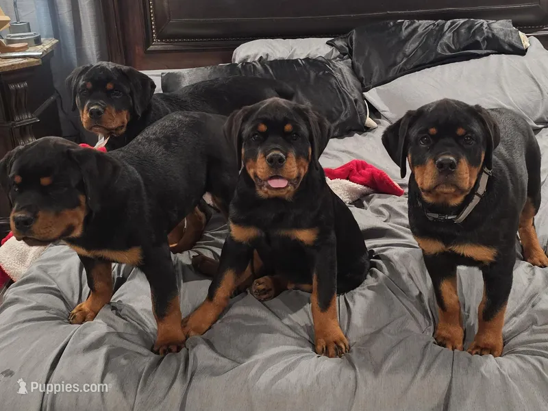 Pink – Rottweiler puppy for sale in Davis, OK