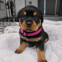 Pink, a female Rottweiler for sale in Davis, OK – Photo 1 of 10