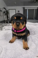 Pink, a female Rottweiler for sale in Davis, OK – Photo 1 of 10