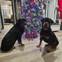 Pink, a female Rottweiler for sale in Davis, OK – Photo 9 of 10