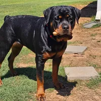 Pink, a female Rottweiler for sale in Davis, OK – Photo 6 of 10
