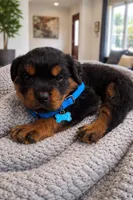  Blue, a female Rottweiler for sale in Davis, OK – Photo 1 of 10