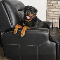 Yellow, a female Rottweiler for sale in Davis, OK – Photo 2 of 8