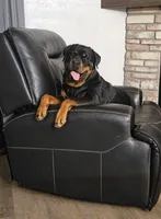 Yellow, a female Rottweiler for sale in Davis, OK – Photo 2 of 8