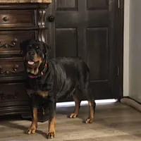 Yellow, a female Rottweiler for sale in Davis, OK – Photo 5 of 8