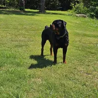 Yellow, a female Rottweiler for sale in Davis, OK – Photo 7 of 8