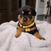 Yellow, a female Rottweiler for sale in Davis, OK – Photo 1 of 8