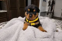 Yellow, a female Rottweiler for sale in Davis, OK – Photo 1 of 8