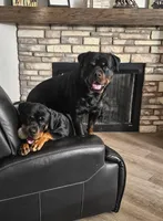 BROWN, a female Rottweiler for sale in Davis, OK – Photo 4 of 8