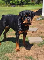 BROWN, a female Rottweiler for sale in Davis, OK – Photo 6 of 8