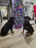 BROWN, a female Rottweiler for sale in Davis, OK – Photo 8 of 8