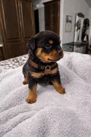 BROWN, a female Rottweiler for sale in Davis, OK – Photo 1 of 8