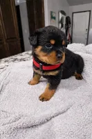 Red, a female Rottweiler for sale in Davis, OK – Photo 1 of 8