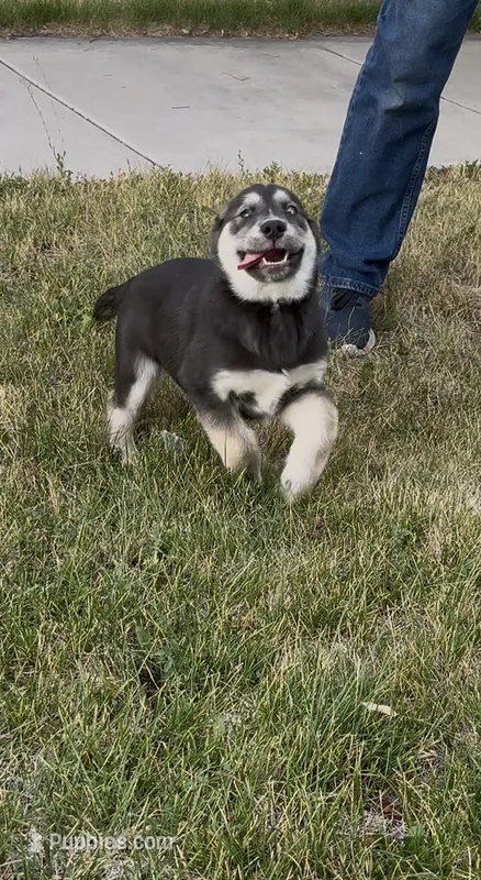 "Yellow" or "Joy" – Siberian Husky, Golden Retriever puppy for sale in Eagle Mountain, UT